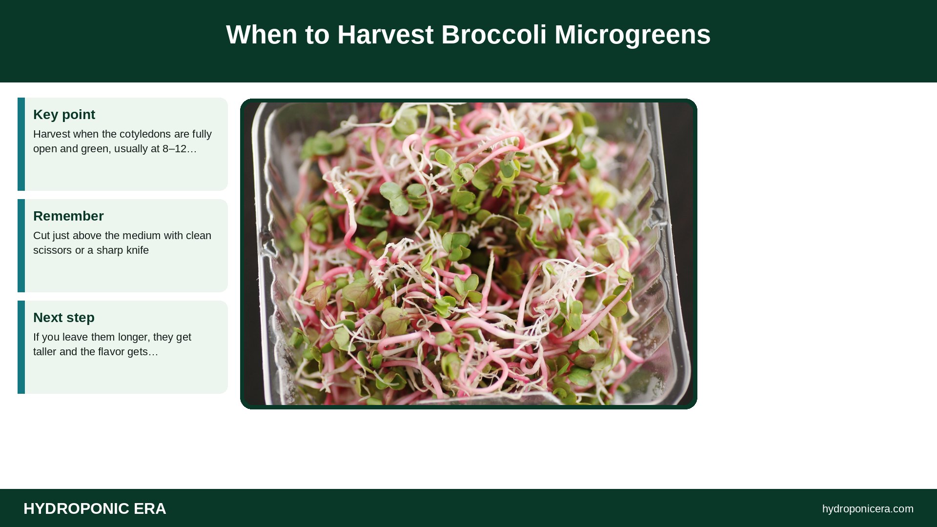 broccoli microgreens — When to Harvest Broccoli Microgreens