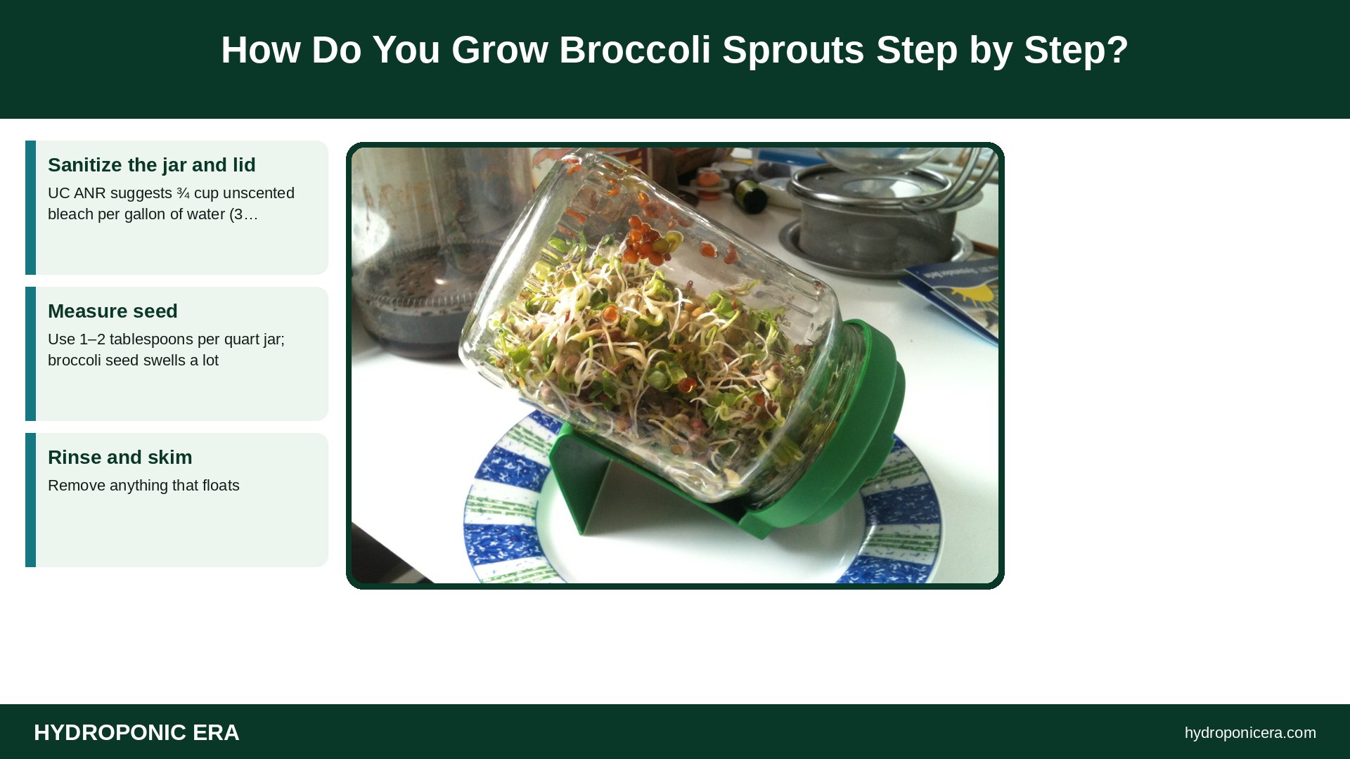 broccoli sprouts — How Do You Grow Broccoli Sprouts Step by Step?