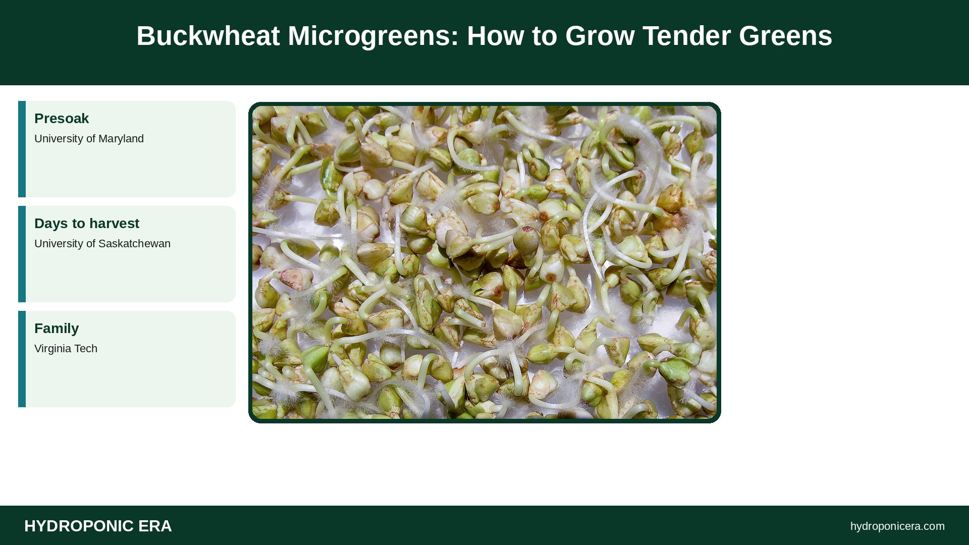 buckwheat microgreens — Buckwheat Microgreens: How to Grow Tender Greens