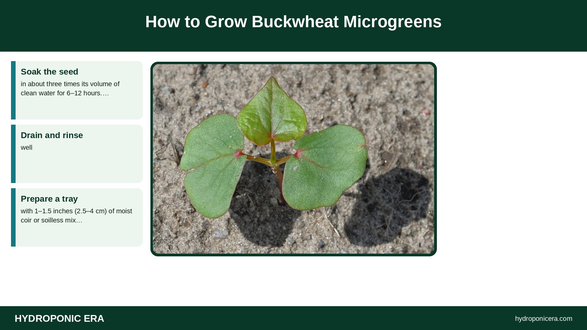 buckwheat microgreens — How to Grow Buckwheat Microgreens