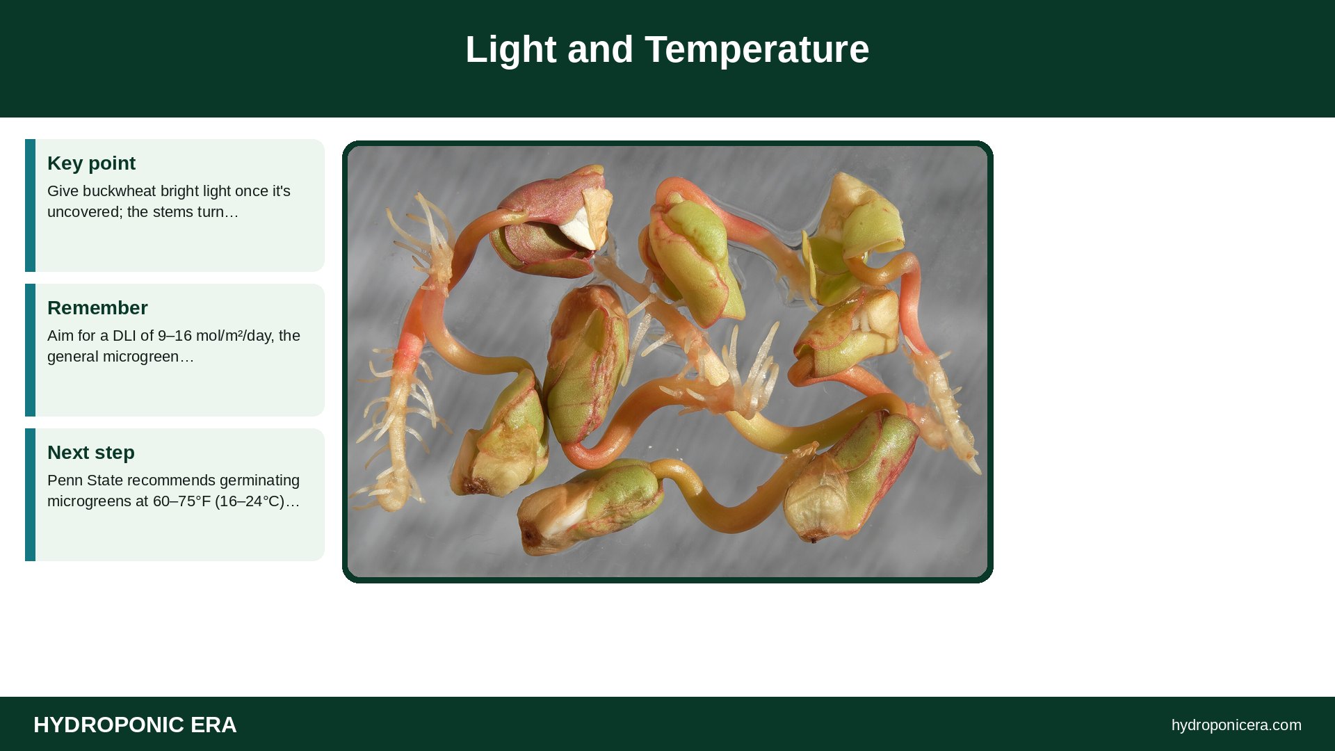 buckwheat microgreens — Light and Temperature