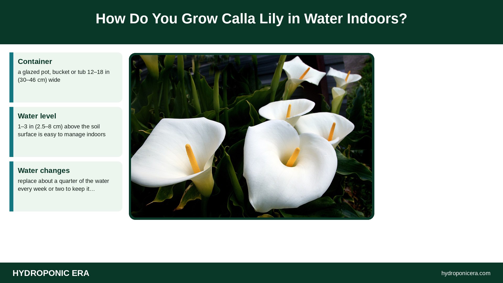 calla lily in water — How Do You Grow Calla Lily in Water Indoors?