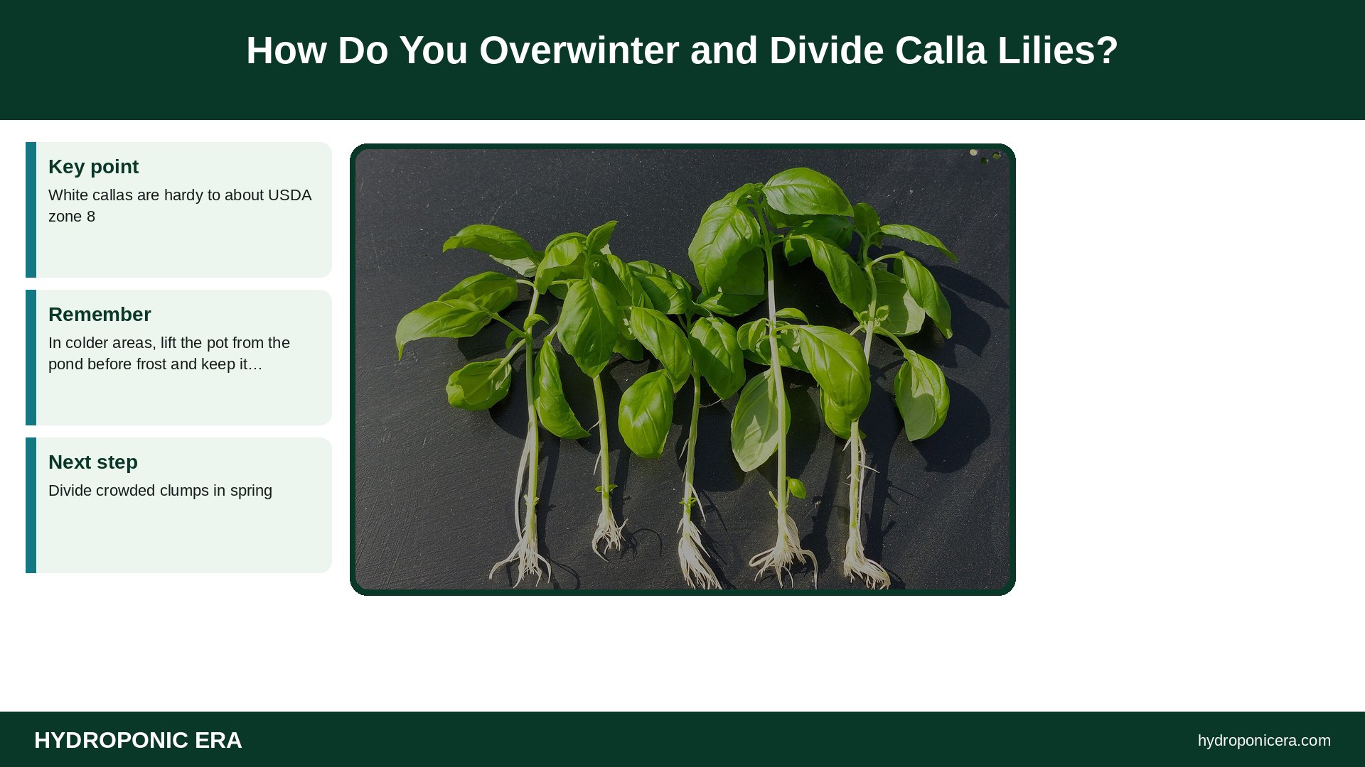 calla lily in water — How Do You Overwinter and Divide Calla Lilies?