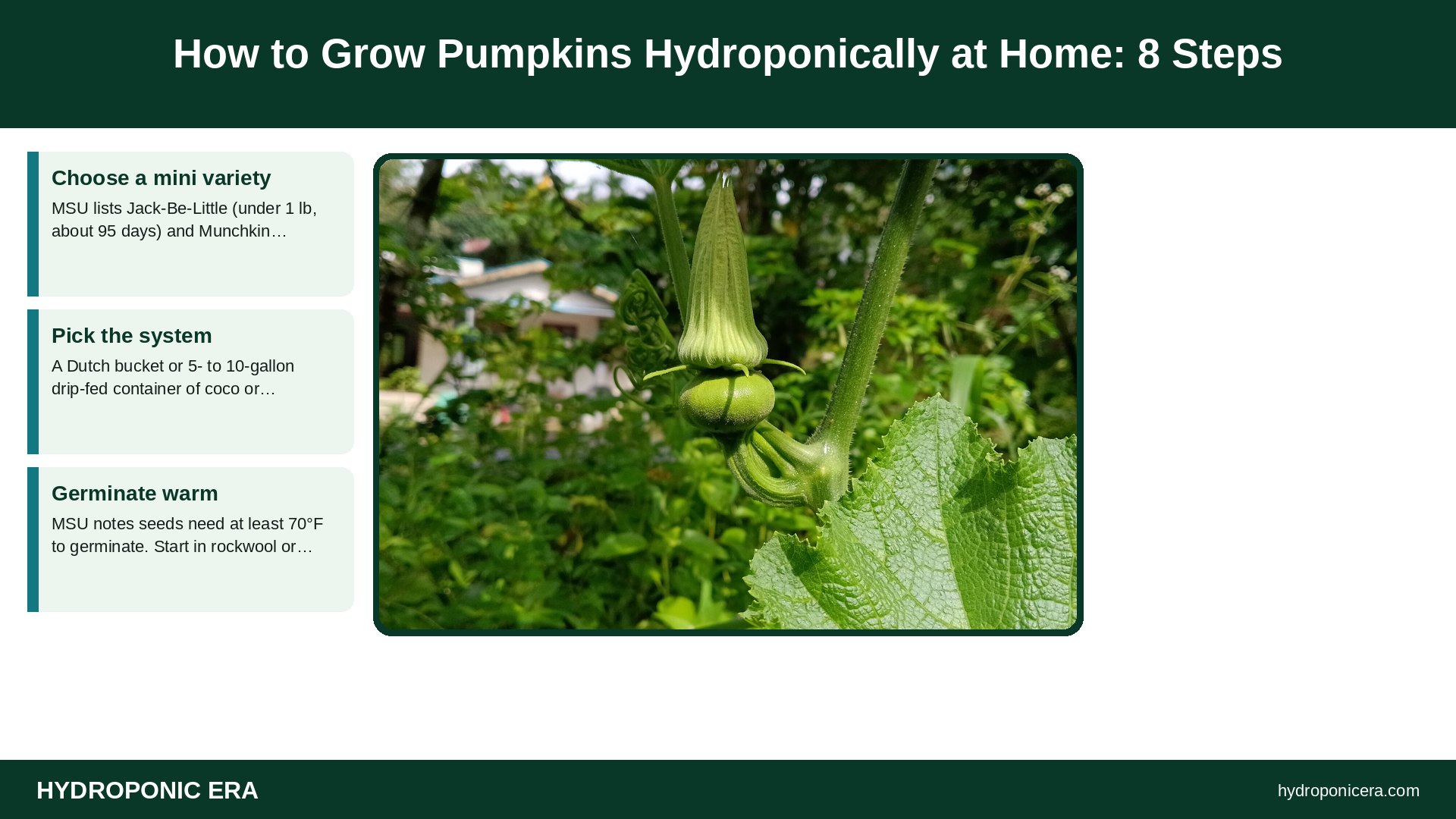 grow pumpkins hydroponically — How to Grow Pumpkins Hydroponically at Home: 8 Steps