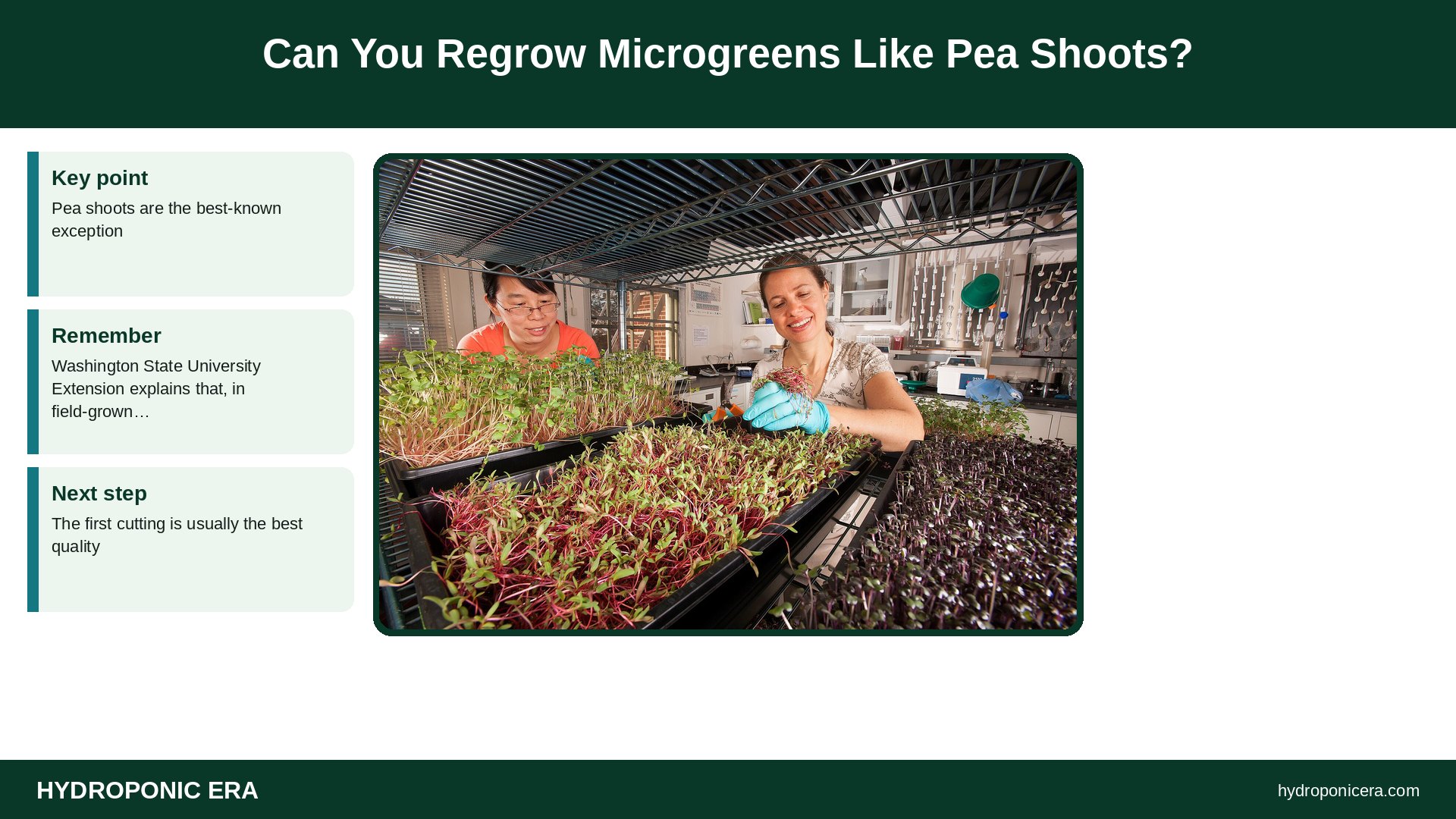 can you regrow microgreens — Can You Regrow Microgreens Like Pea Shoots?