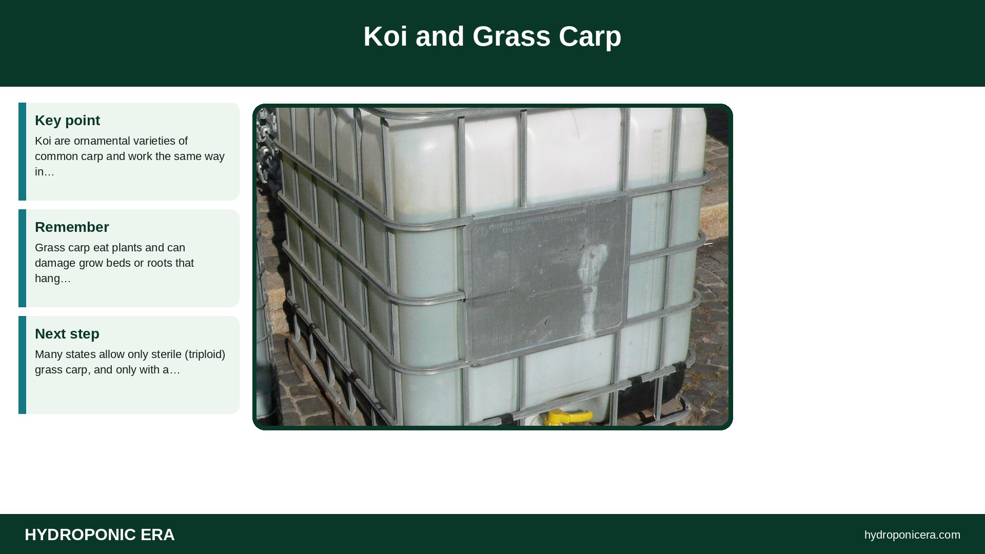 carp aquaponics — Koi and Grass Carp