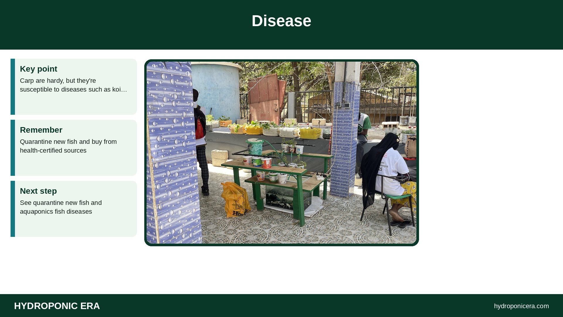 carp aquaponics — Disease