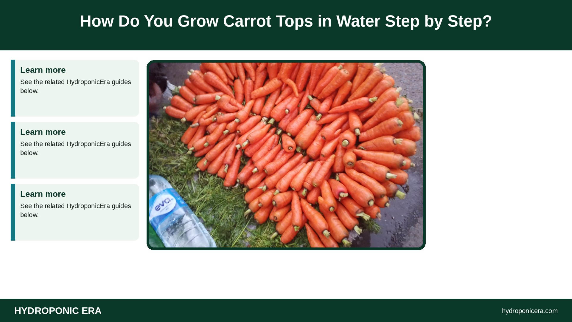 carrot tops in water — How Do You Grow Carrot Tops in Water Step by Step?