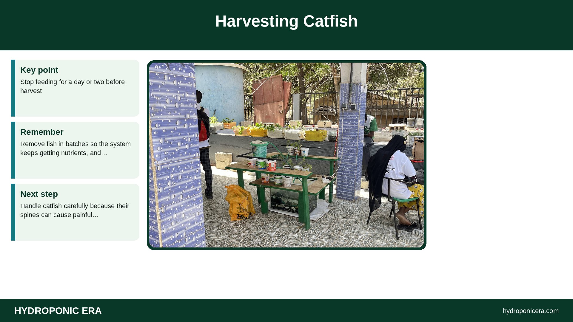 catfish aquaponics — Harvesting Catfish