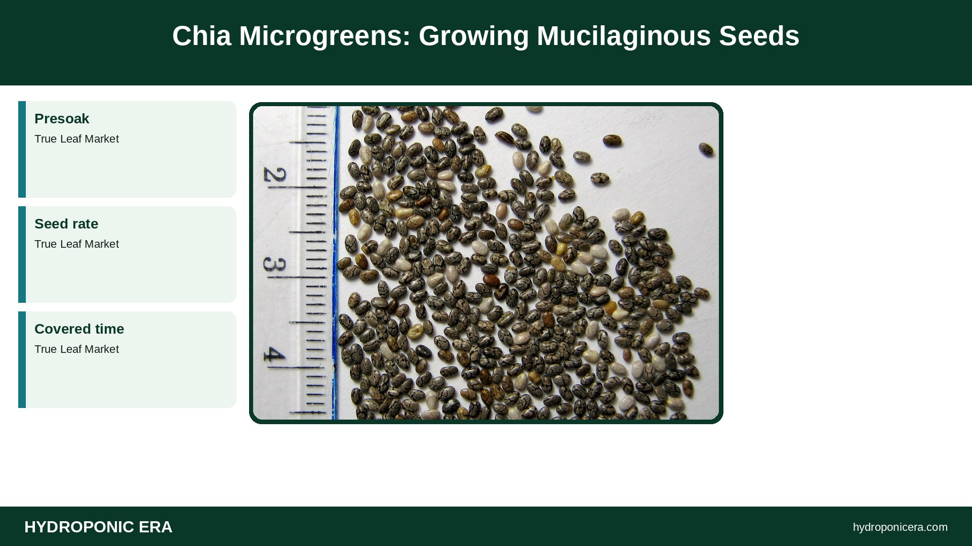 chia microgreens — Chia Microgreens: Growing Mucilaginous Seeds