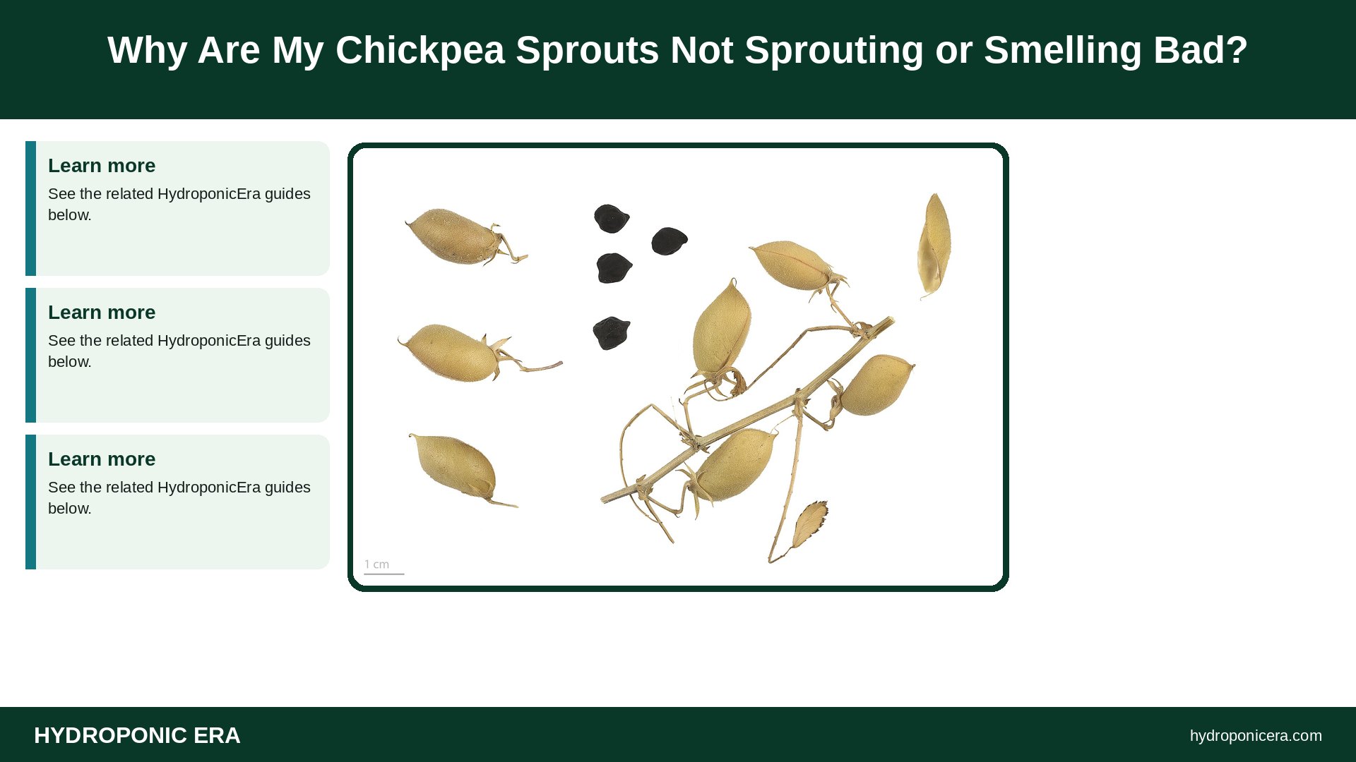 chickpea sprouts — Why Are My Chickpea Sprouts Not Sprouting or Smelling Bad?