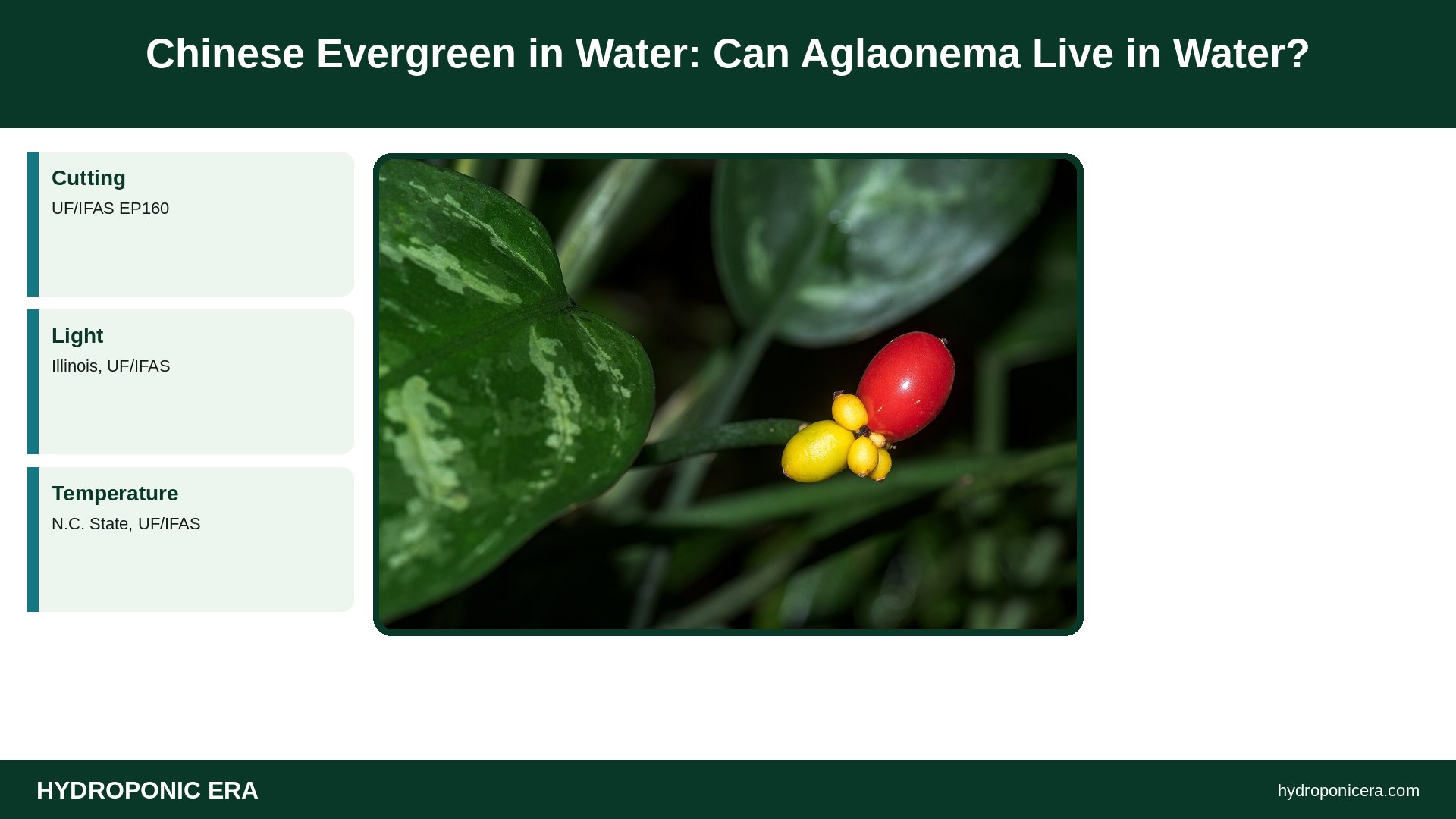 chinese evergreen in water — Chinese Evergreen in Water: Can Aglaonema Live in Water?