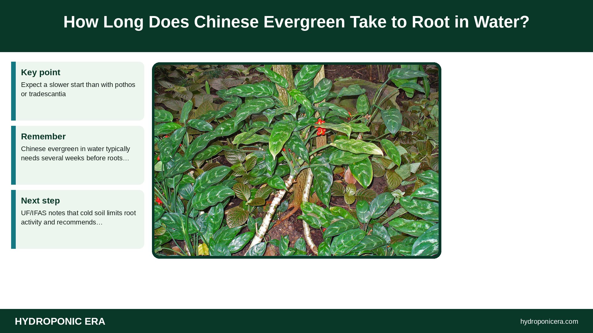 chinese evergreen in water — How Long Does Chinese Evergreen Take to Root in Water?