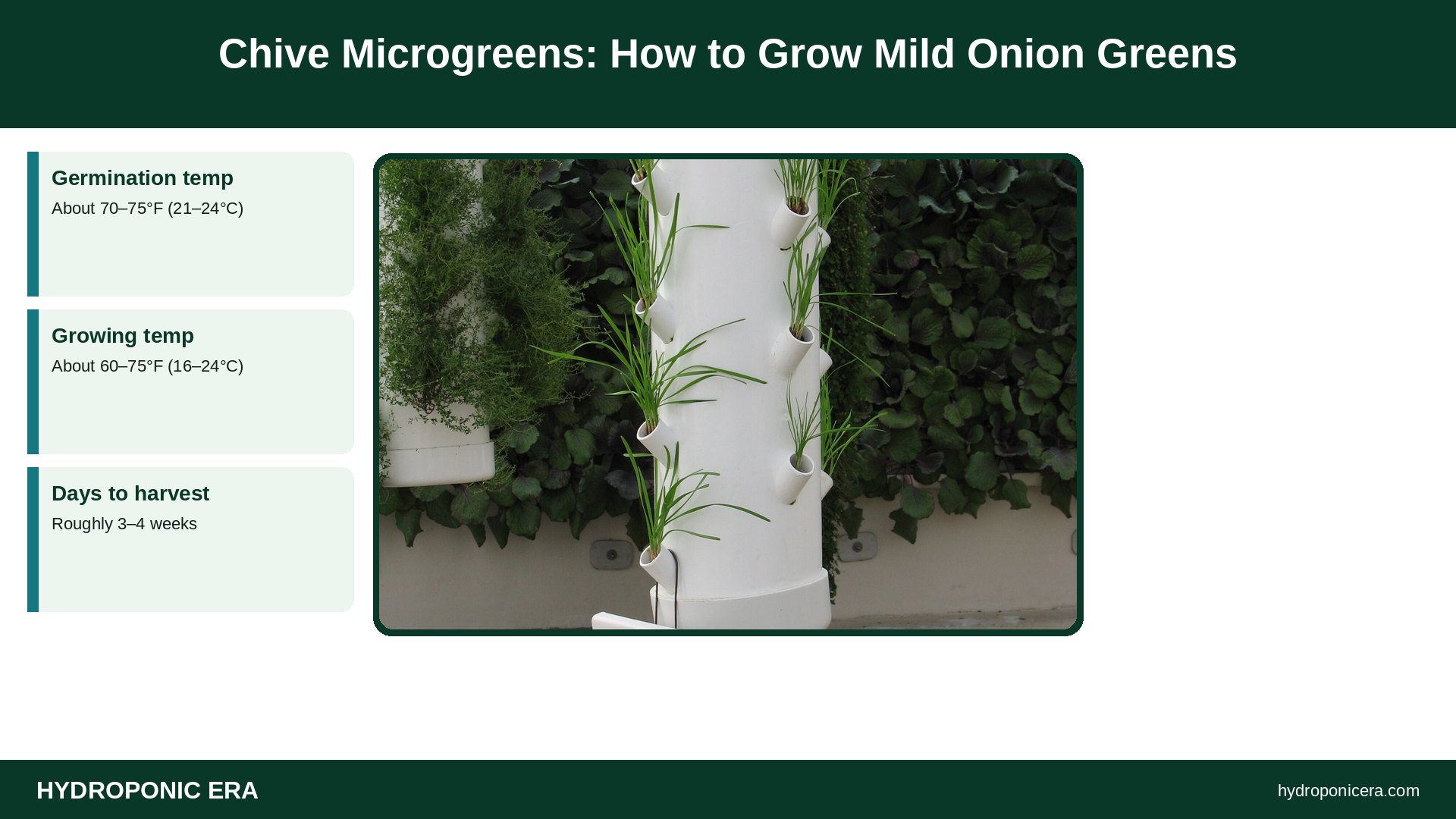 chive microgreens — Chive Microgreens: How to Grow Mild Onion Greens
