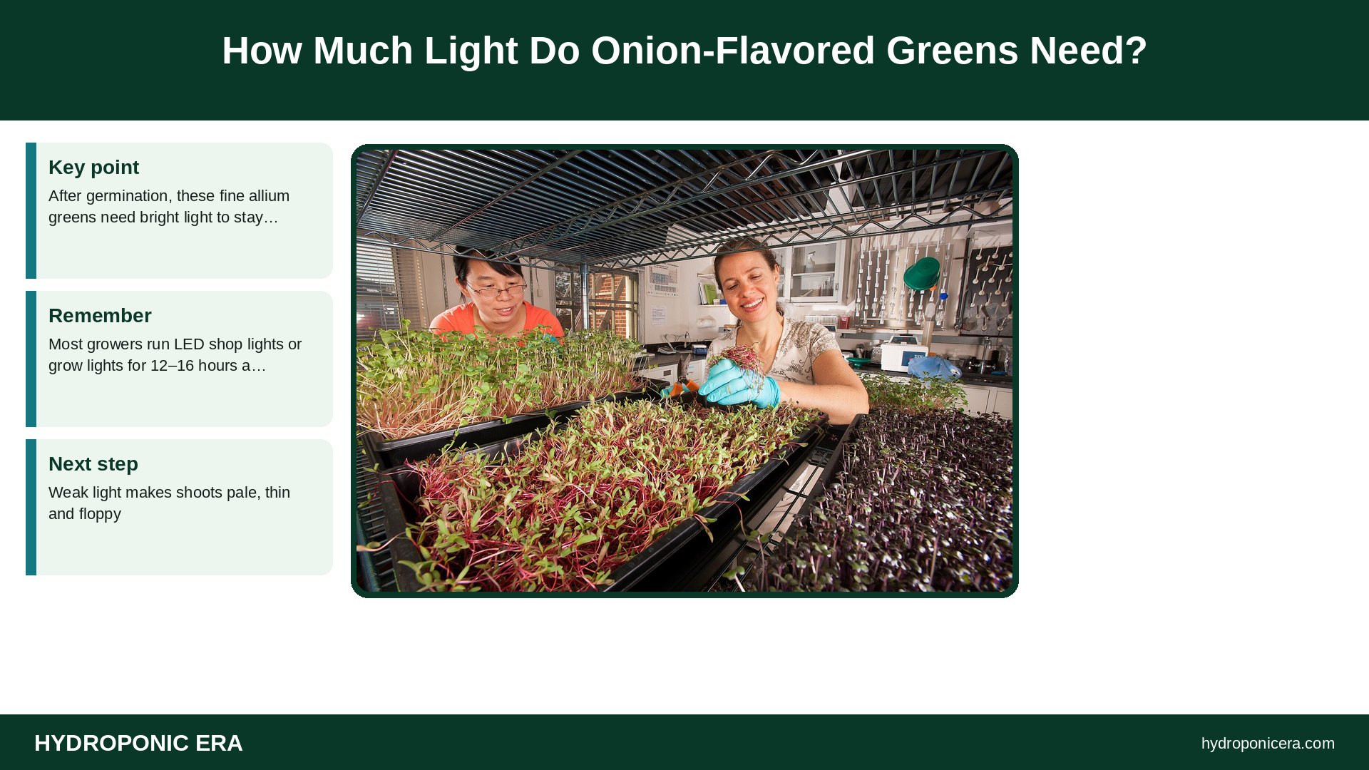 chive microgreens — How Much Light Do Onion-Flavored Greens Need?