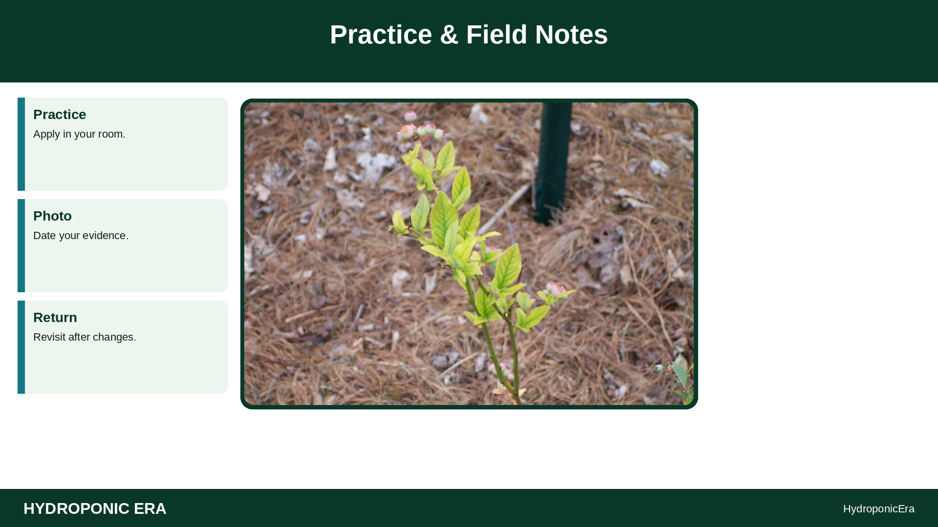 chlorosis after reservoir change — yellow leaves after nutrient change — Practice & Field Notes