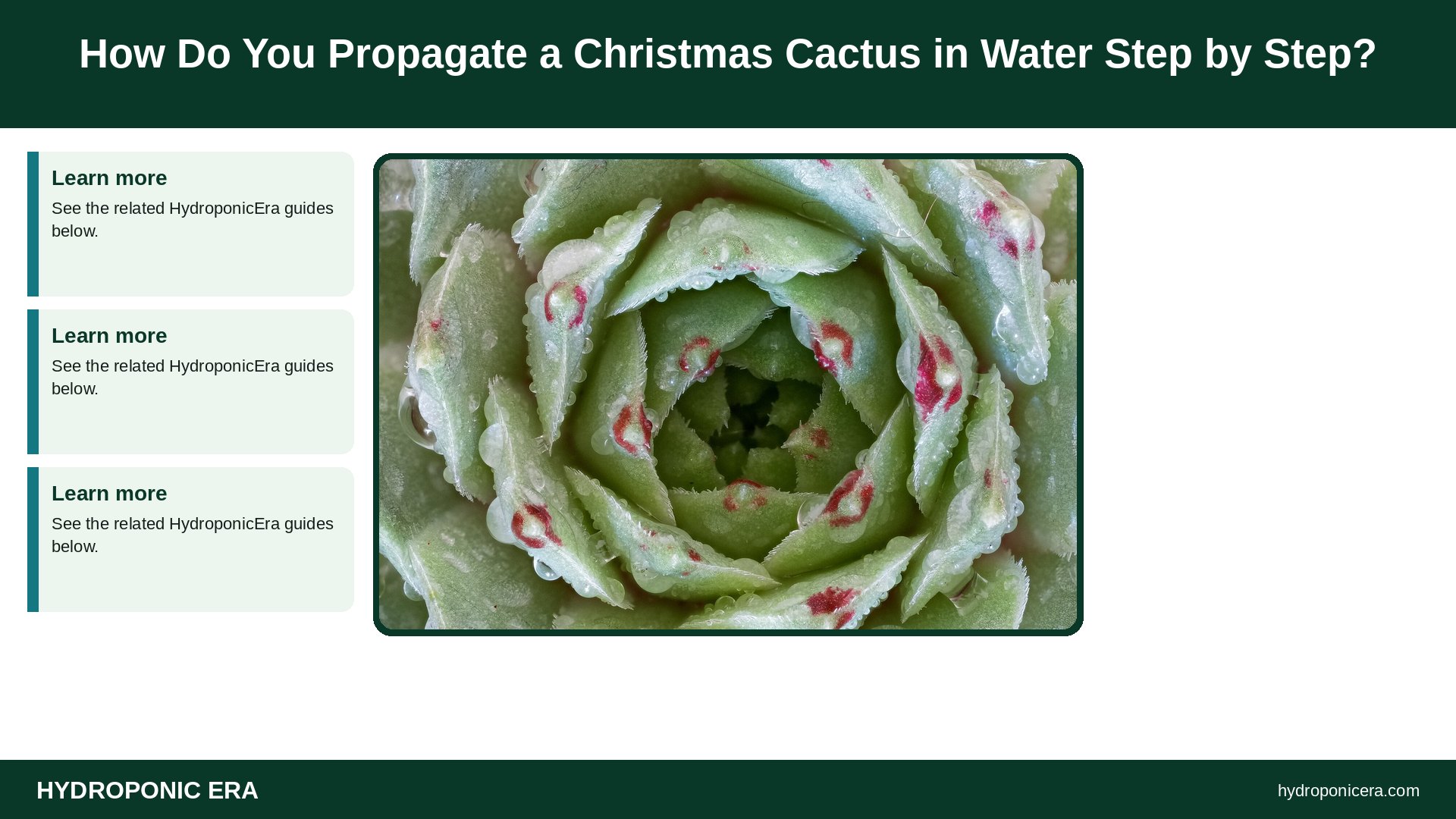 christmas cactus in water — How Do You Propagate a Christmas Cactus in Water Step by Step?