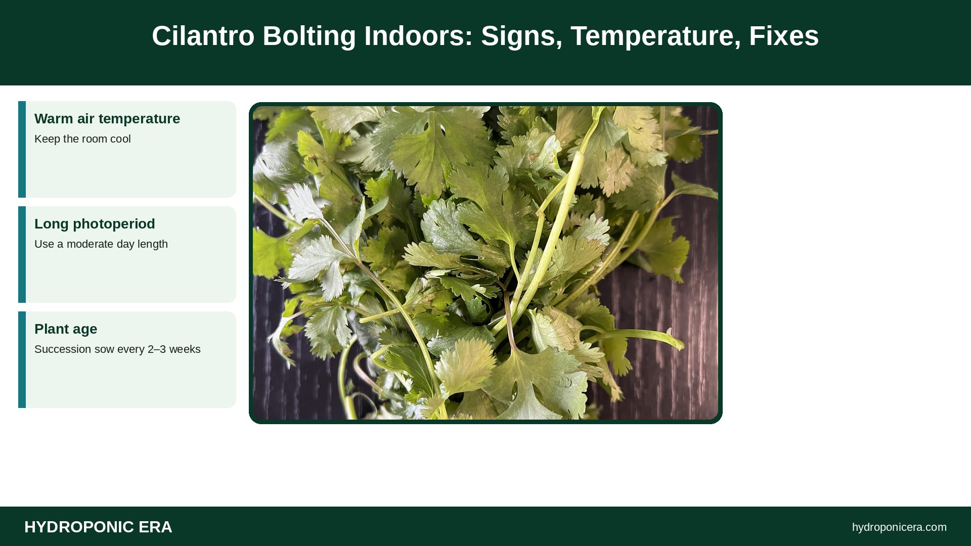 cilantro bolting — Cilantro Bolting Indoors: Signs, Temperature, Fixes