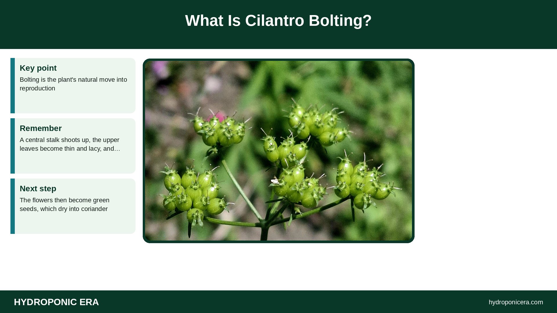 cilantro bolting — What Is Cilantro Bolting?