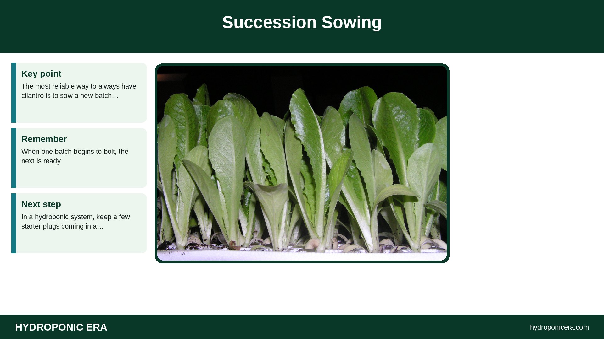 cilantro bolting — Succession Sowing
