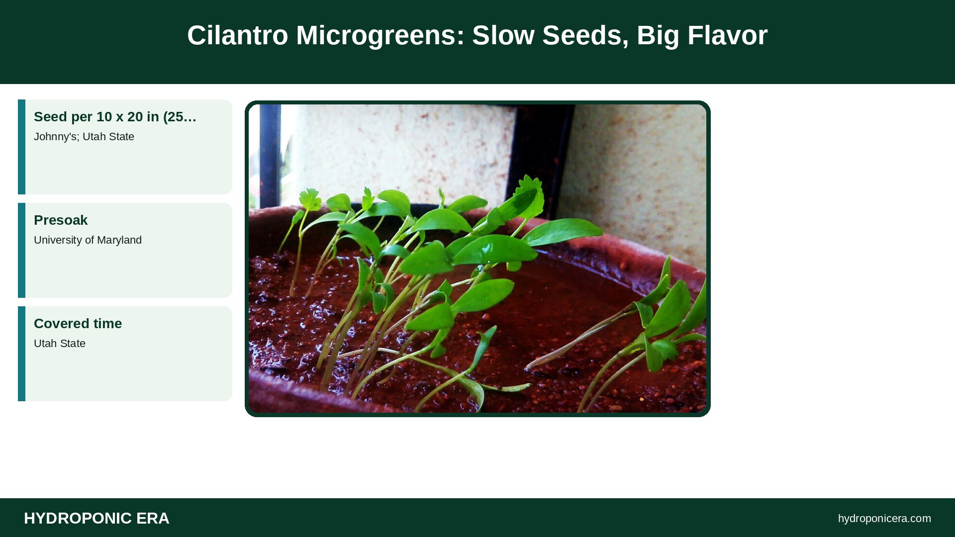 cilantro microgreens — Cilantro Microgreens: Slow Seeds, Big Flavor