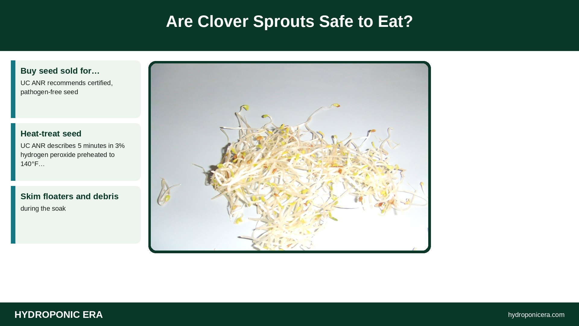 clover sprouts — Are Clover Sprouts Safe to Eat?