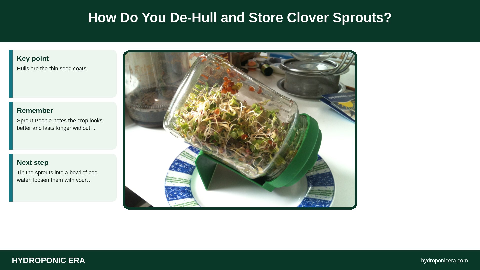 clover sprouts — How Do You De-Hull and Store Clover Sprouts?