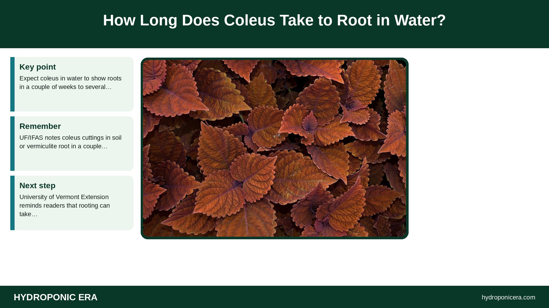 coleus in water — How Long Does Coleus Take to Root in Water?
