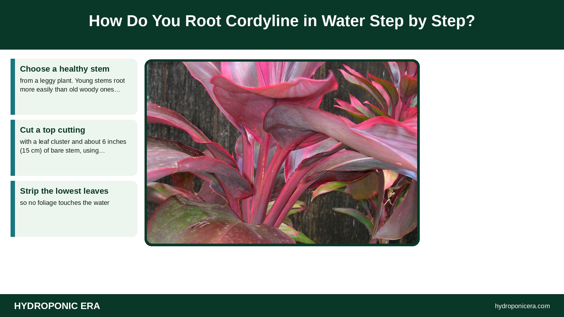 cordyline in water — How Do You Root Cordyline in Water Step by Step?