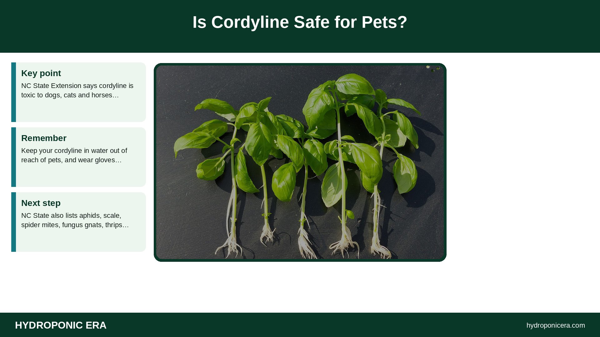 cordyline in water — Is Cordyline Safe for Pets?