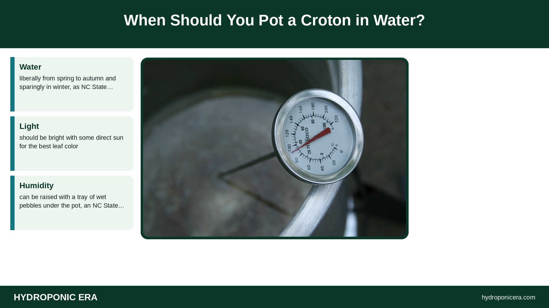 croton in water — When Should You Pot a Croton in Water?