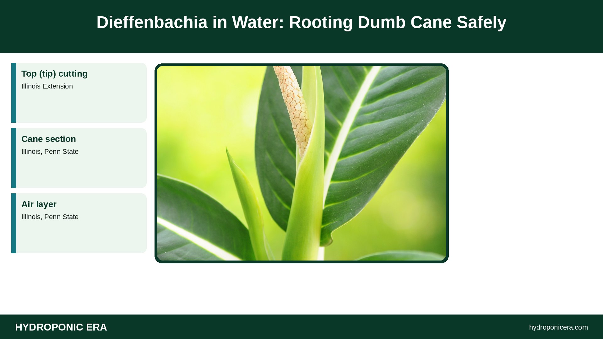 dieffenbachia in water — Dieffenbachia in Water: Rooting Dumb Cane Safely