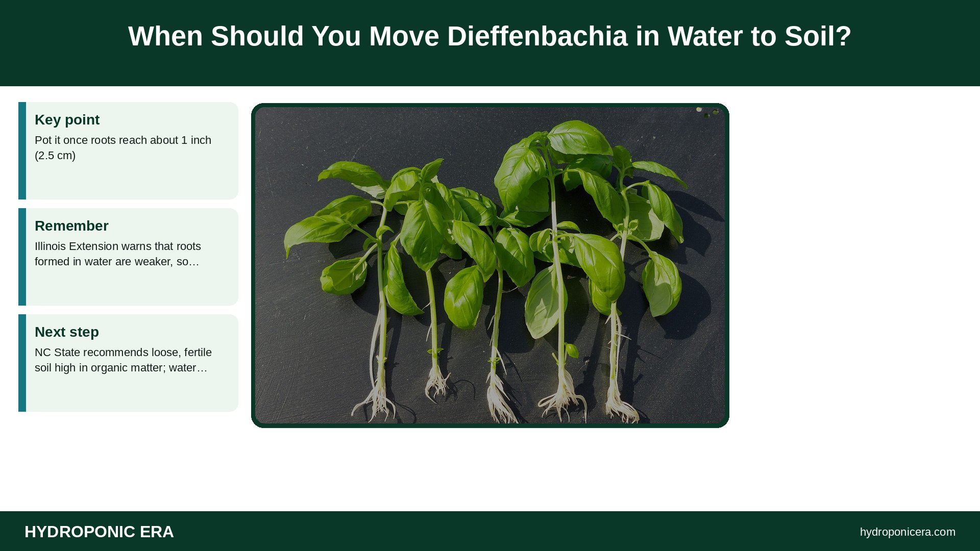 dieffenbachia in water — When Should You Move Dieffenbachia in Water to Soil?