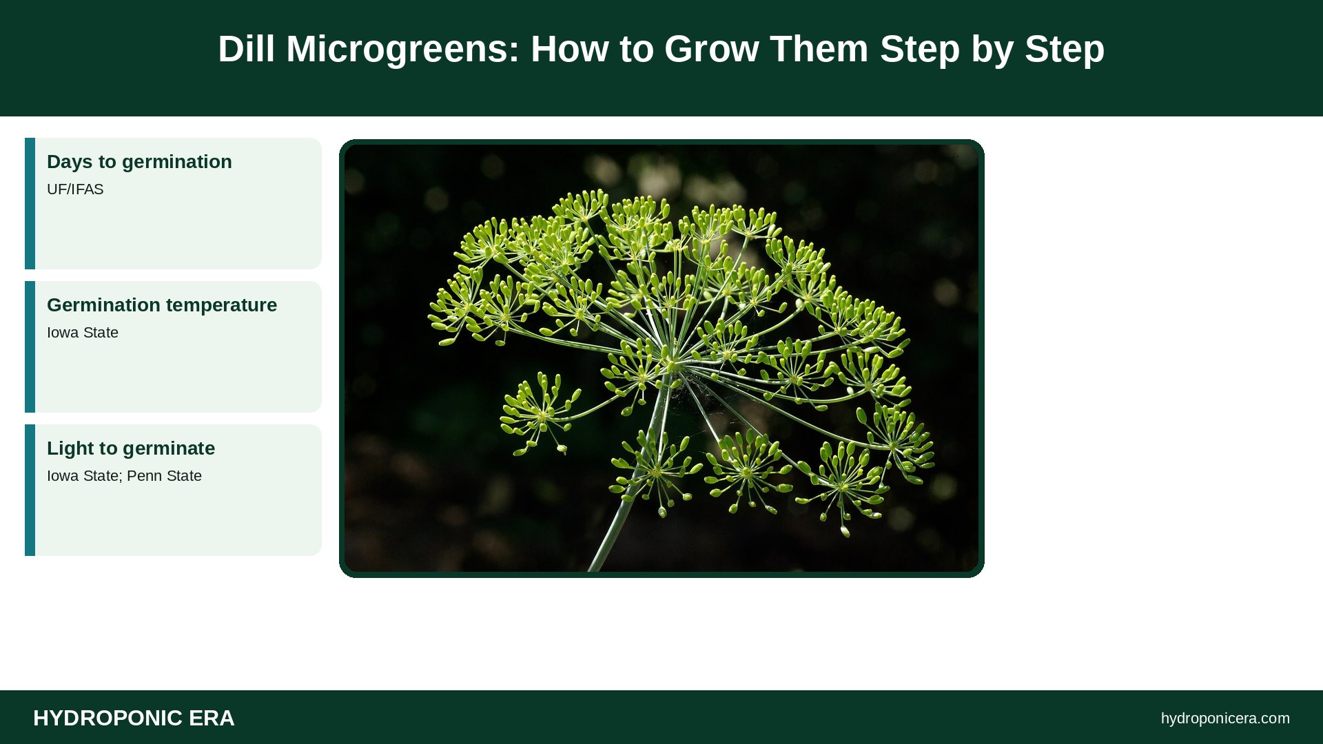 dill microgreens — Dill Microgreens: How to Grow Them Step by Step