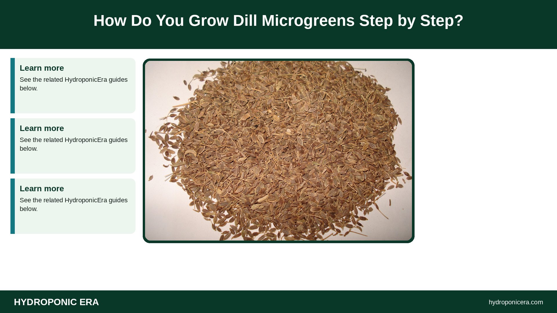 dill microgreens — How Do You Grow Dill Microgreens Step by Step?