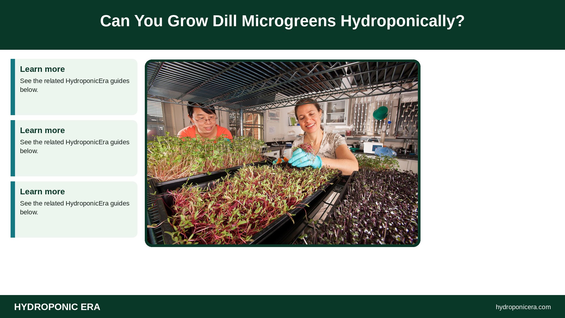 dill microgreens — Can You Grow Dill Microgreens Hydroponically?