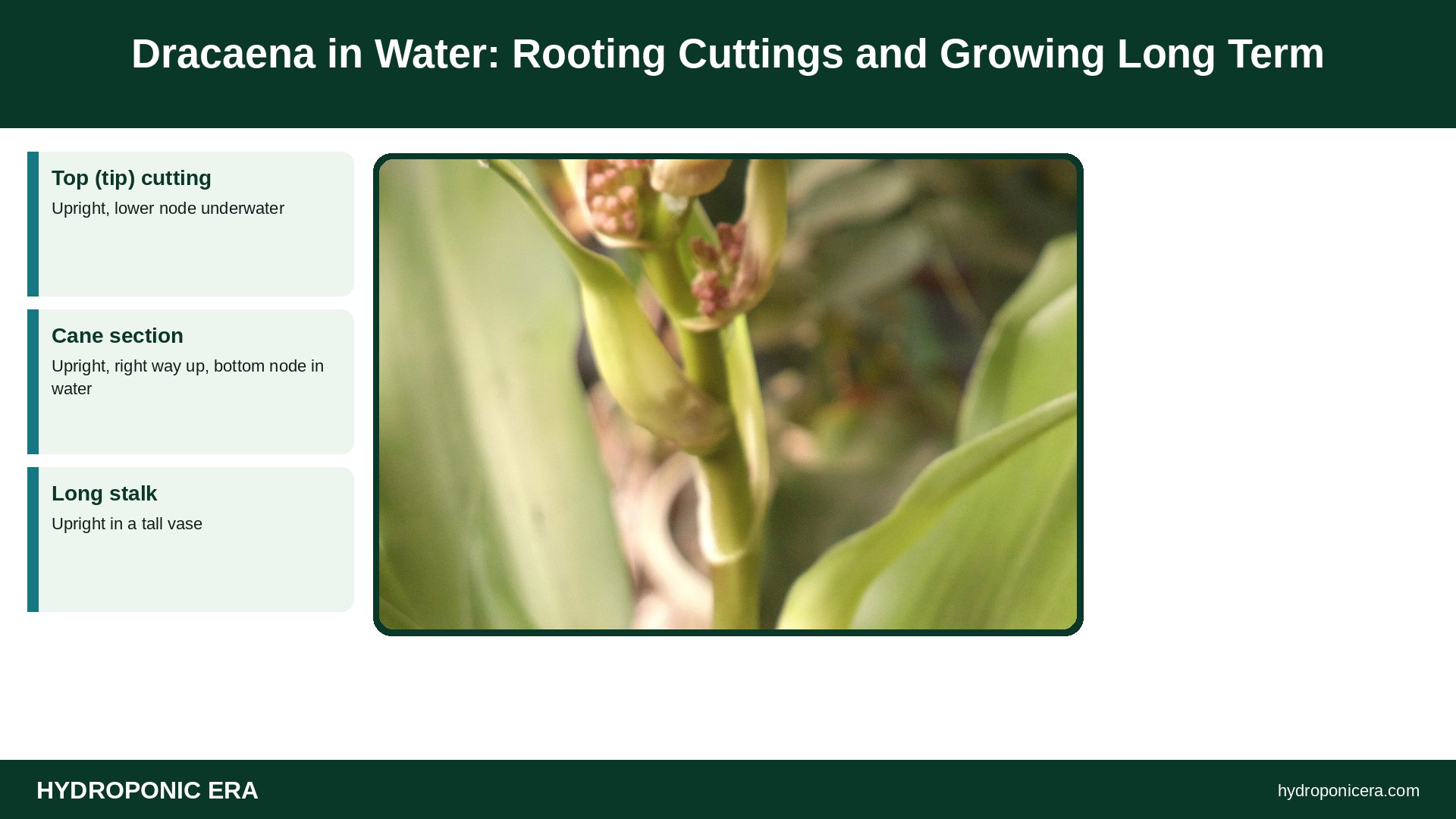 dracaena in water — Dracaena in Water: Rooting Cuttings and Growing Long Term