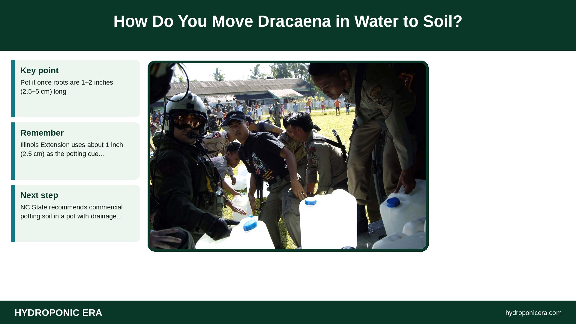 dracaena in water — How Do You Move Dracaena in Water to Soil?