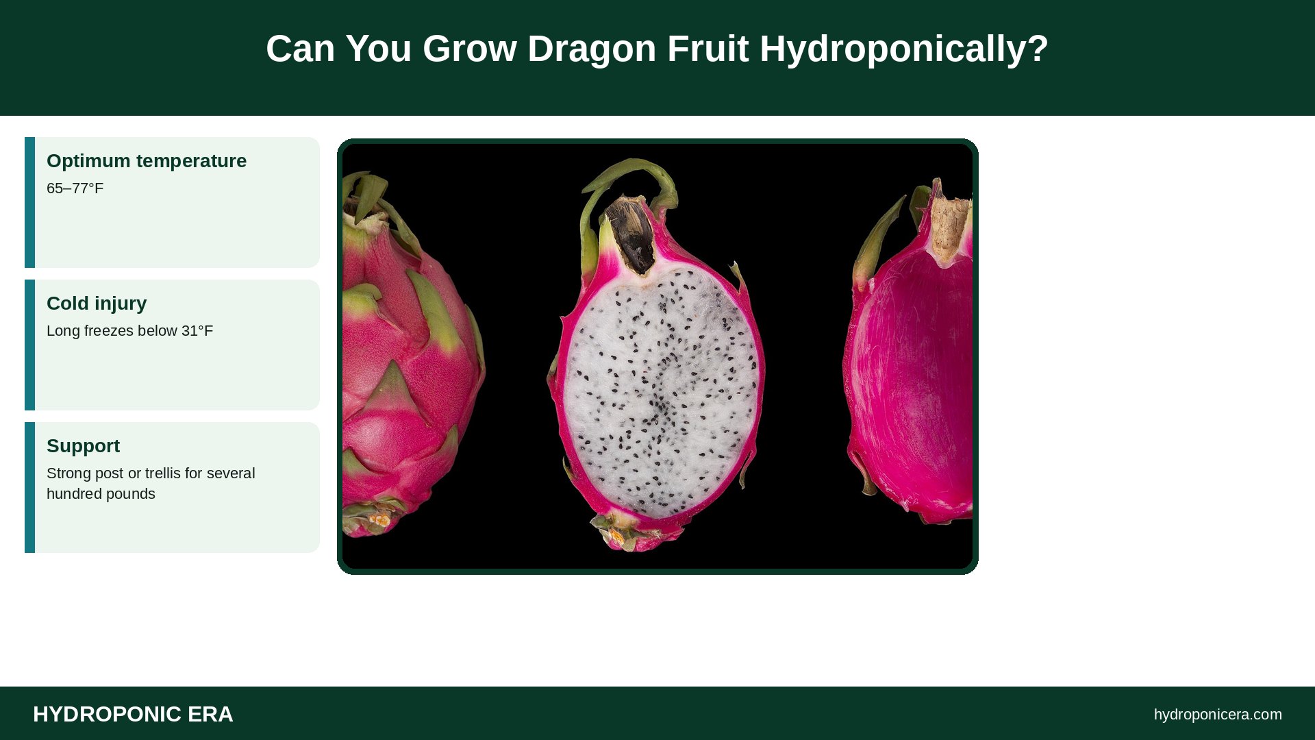 dragon fruit hydroponics — Can You Grow Dragon Fruit Hydroponically?