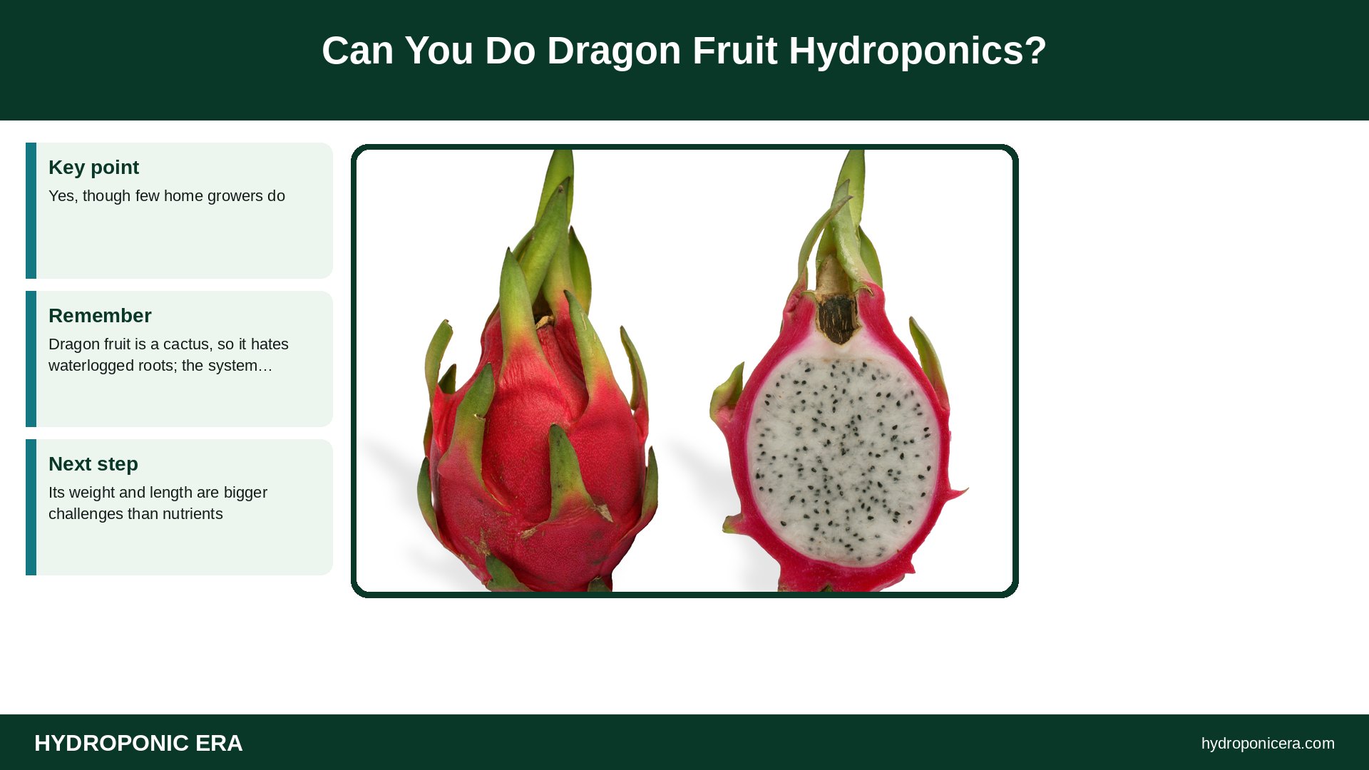 dragon fruit hydroponics — Can You Do Dragon Fruit Hydroponics?
