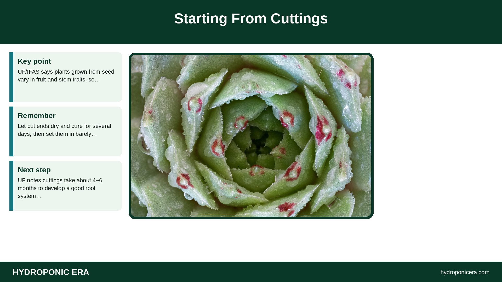 dragon fruit hydroponics — Starting From Cuttings