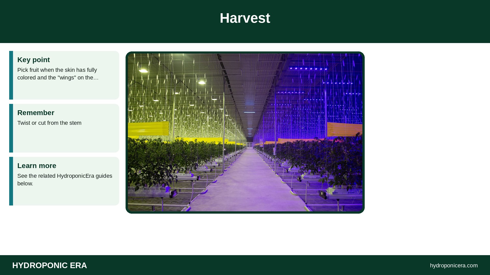 dragon fruit hydroponics — Harvest