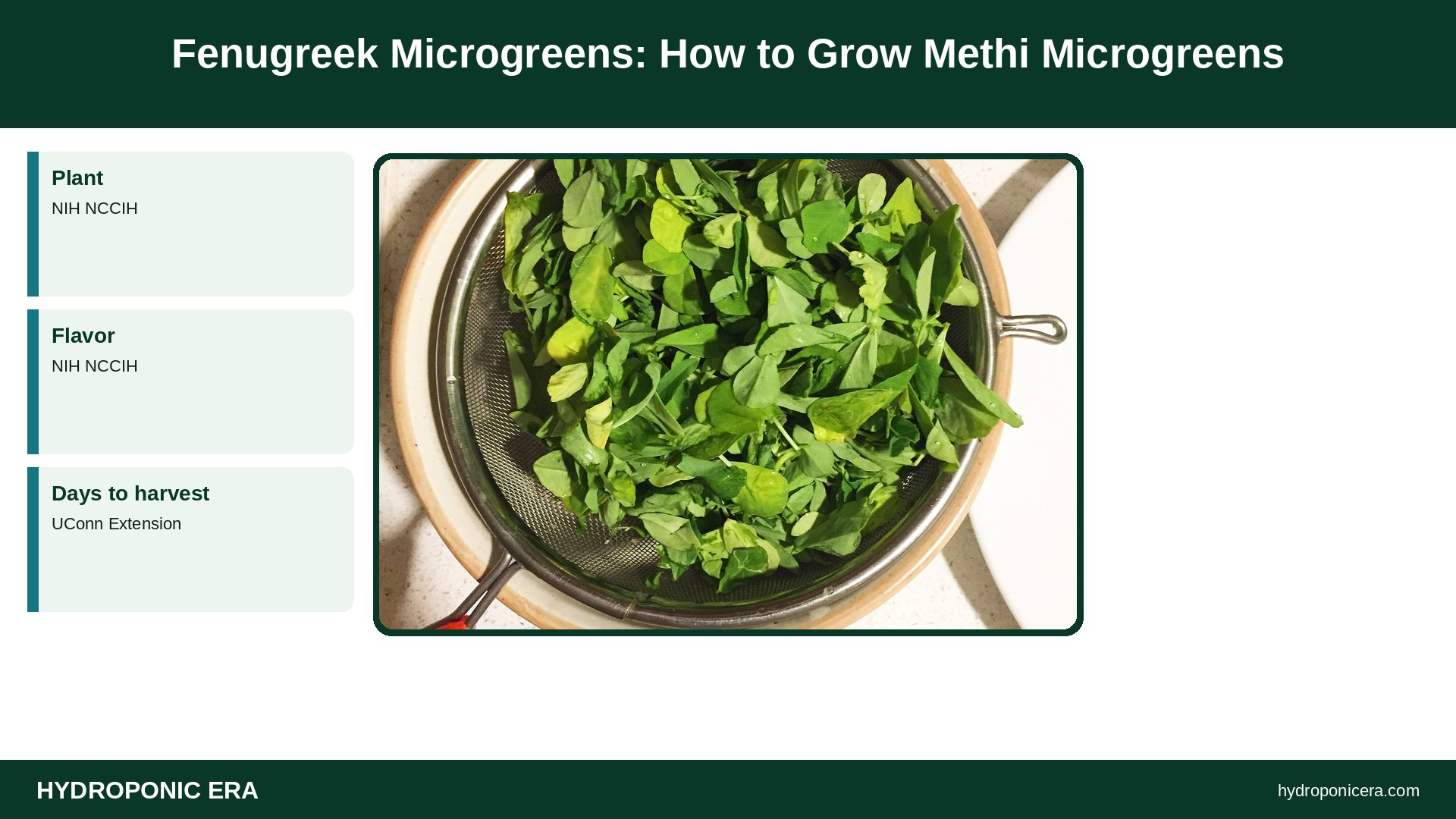 fenugreek microgreens — Fenugreek Microgreens: How to Grow Methi Microgreens