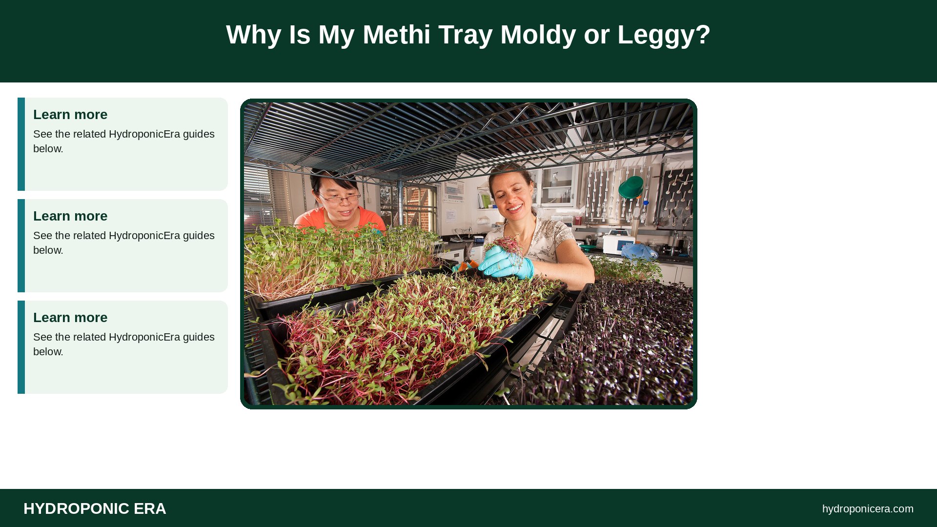 fenugreek microgreens — Why Is My Methi Tray Moldy or Leggy?
