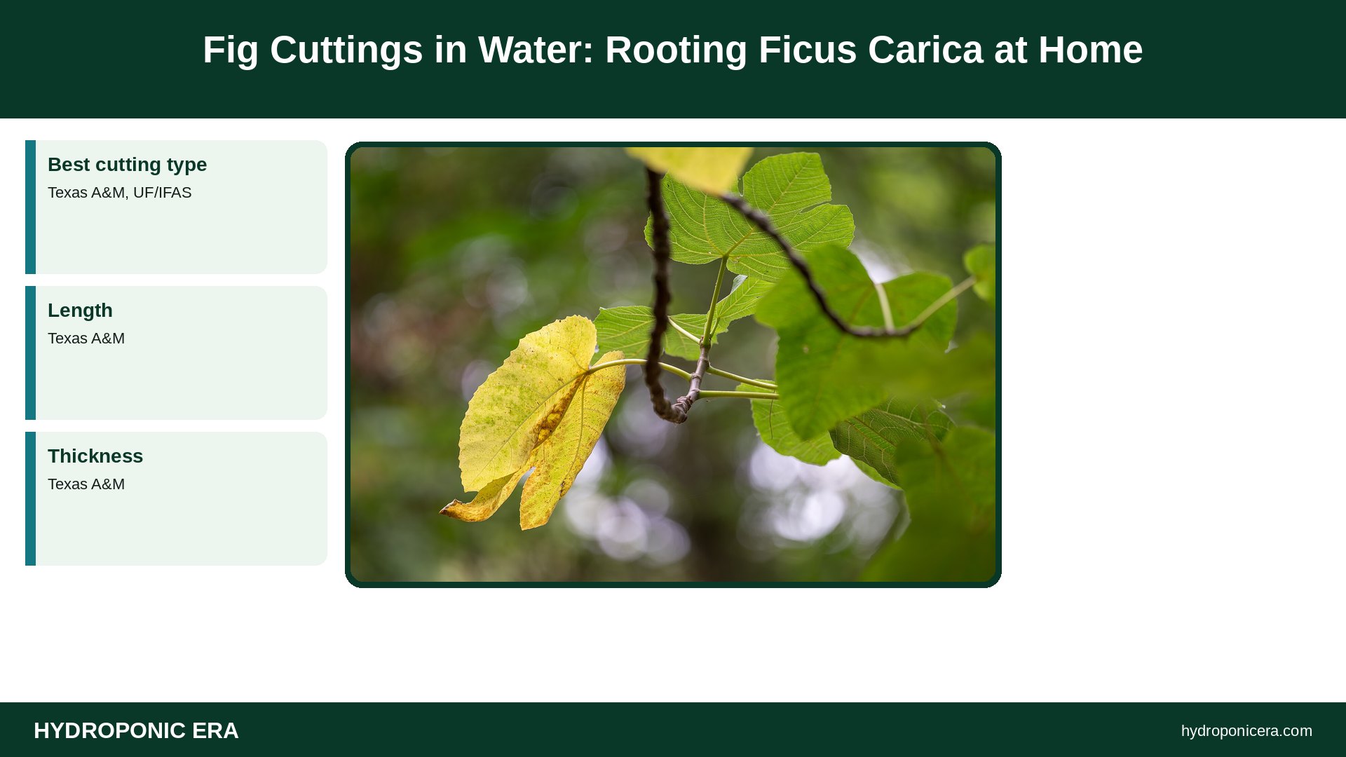 fig cuttings in water — Fig Cuttings in Water: Rooting Ficus Carica at Home
