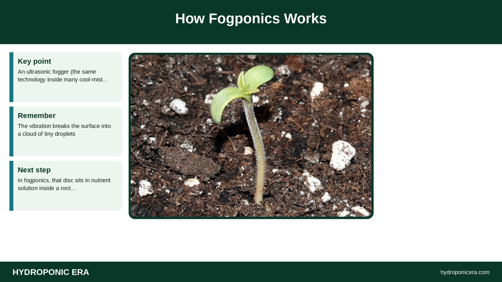 fogponics — How Fogponics Works