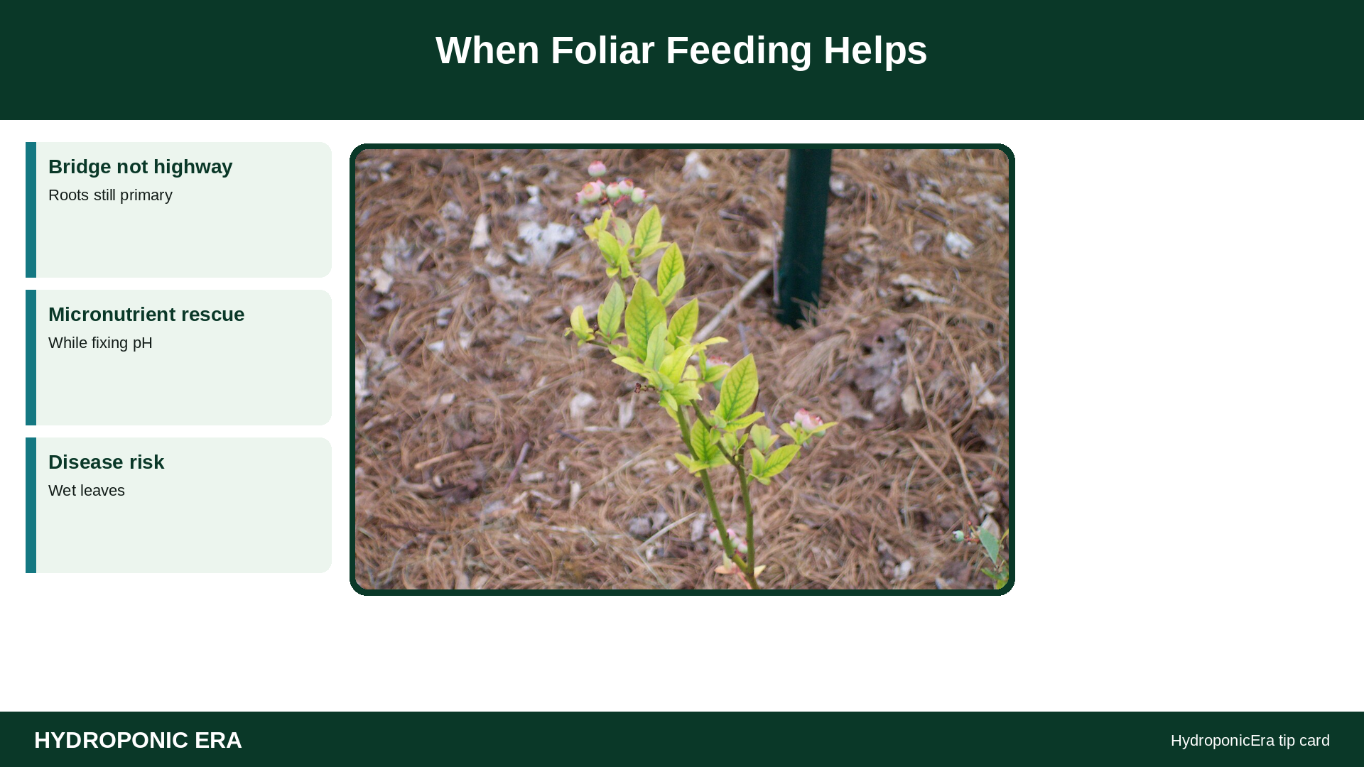 When Foliar Feeding Helps — HydroponicEra tip card graphic