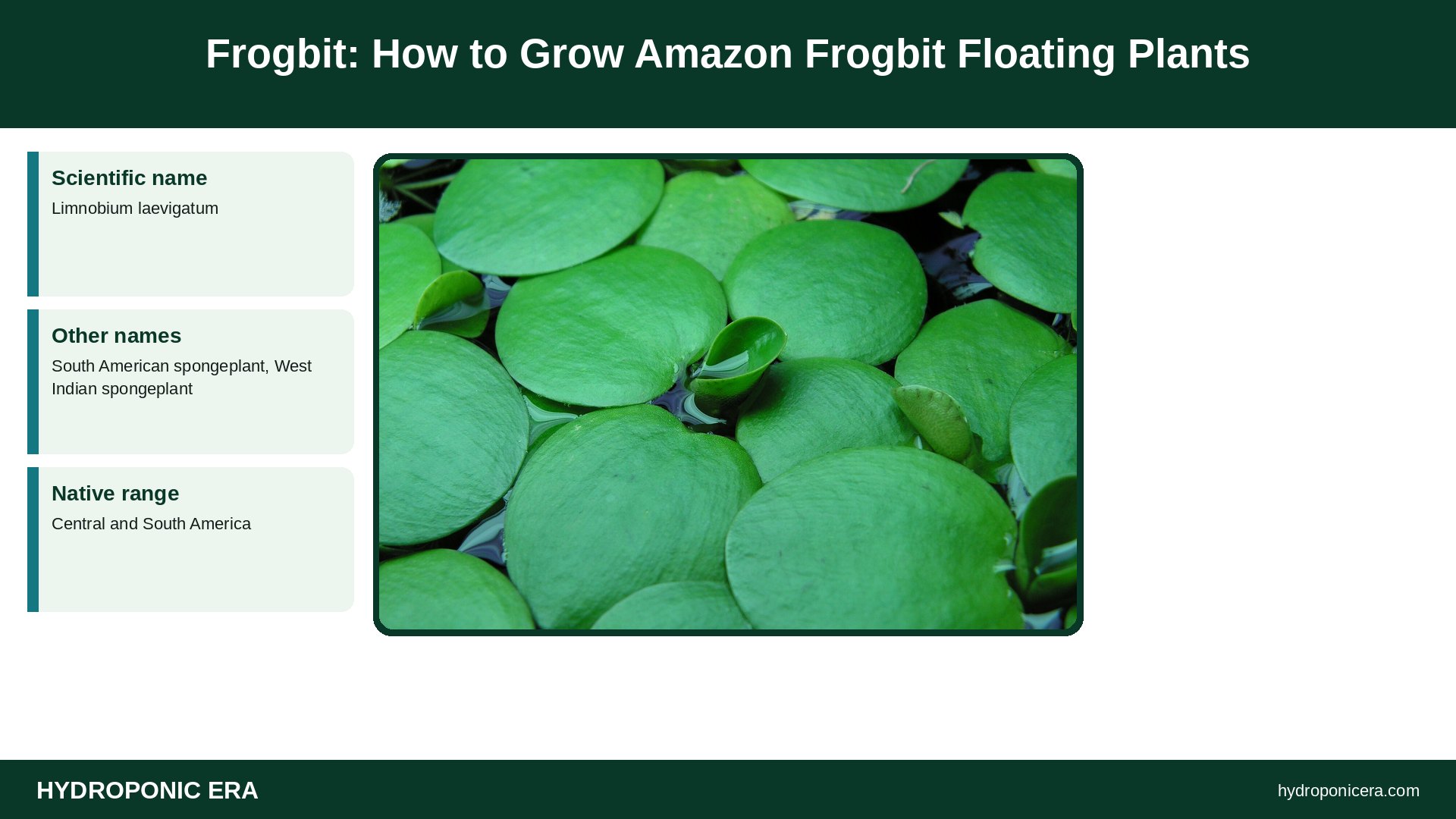 frogbit — Frogbit: How to Grow Amazon Frogbit Floating Plants