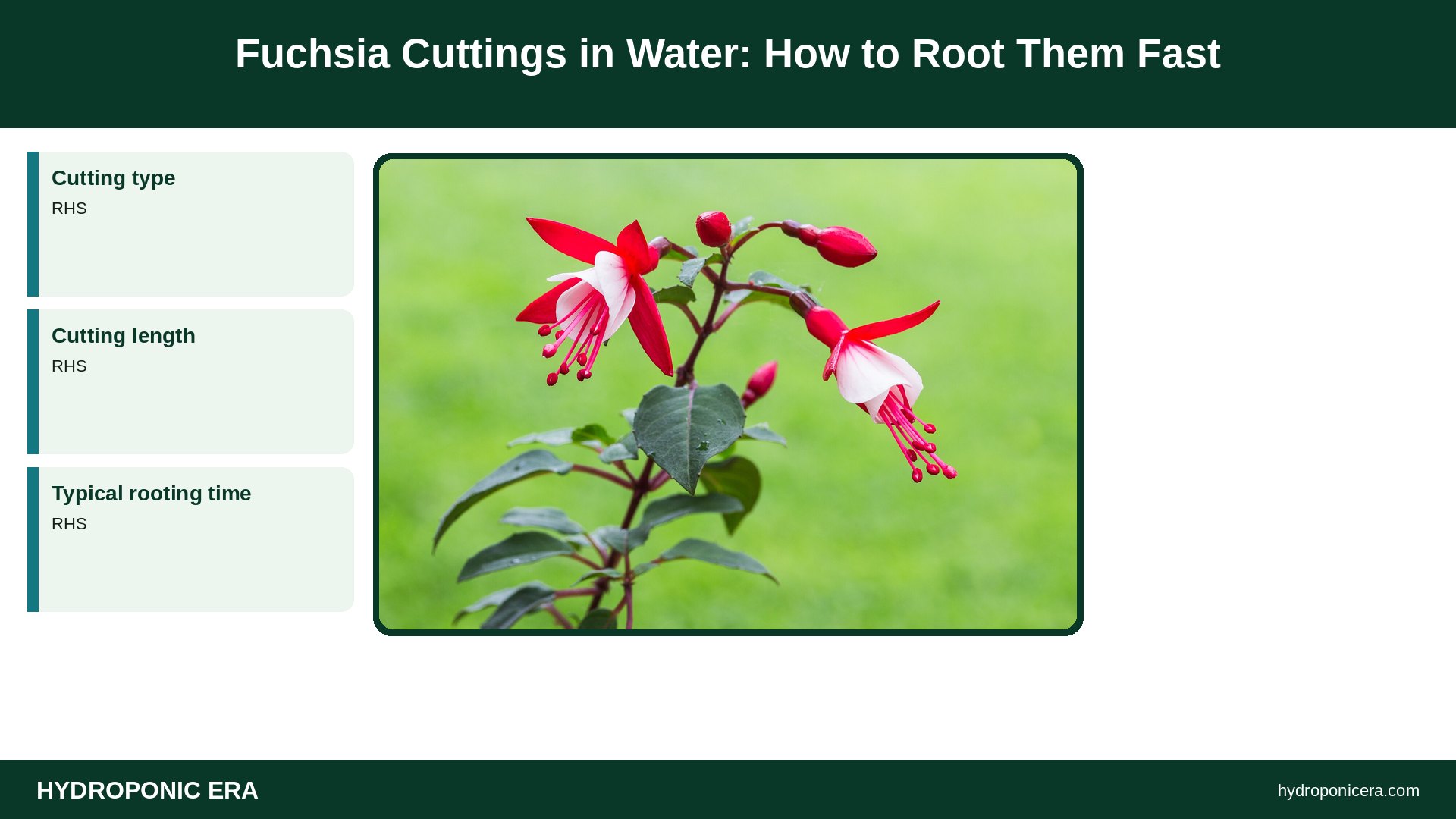 fuchsia cuttings in water — Fuchsia Cuttings in Water: How to Root Them Fast