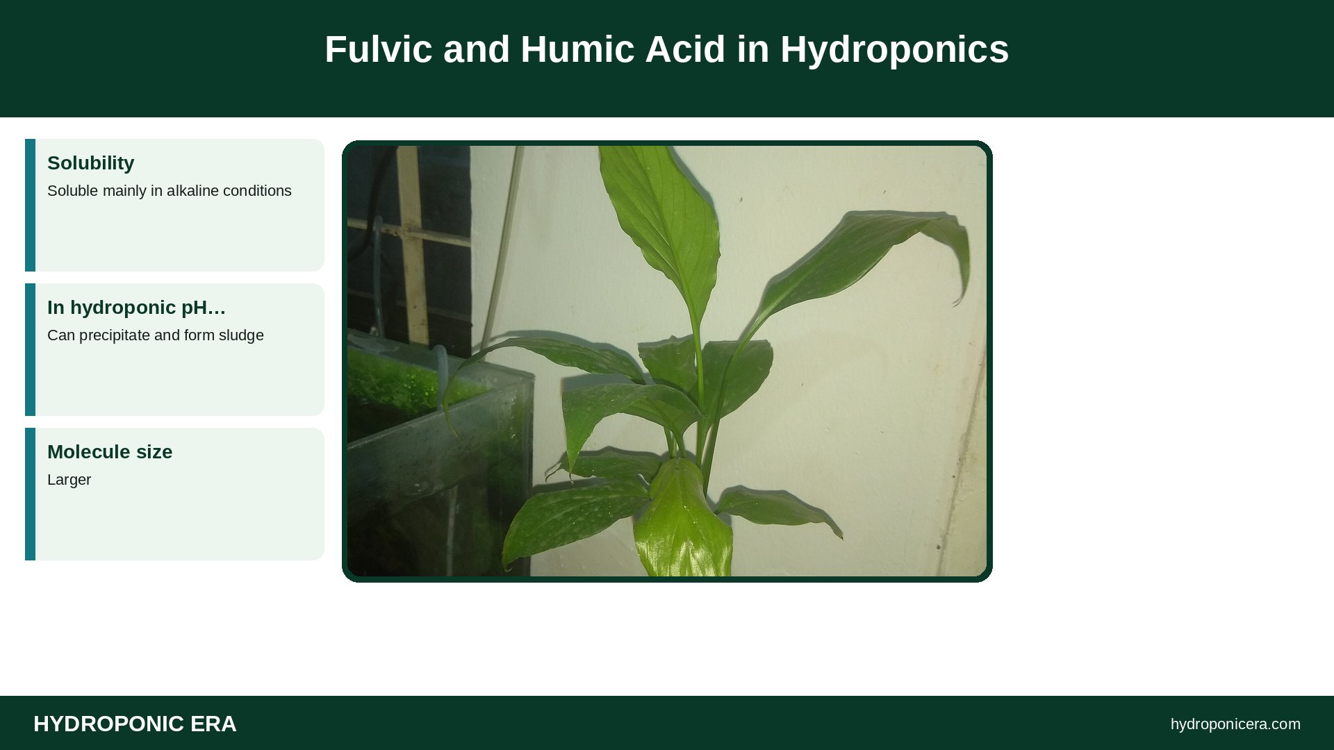 fulvic — Fulvic and Humic Acid in Hydroponics